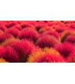 Special Samsung CLT506Y 506-CLP680ND-CLX6260 Sarı Muadil Toner Muadil Tonerler