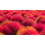 Special Samsung CLT506Y 506-CLP680ND-CLX6260 Sarı Muadil Toner